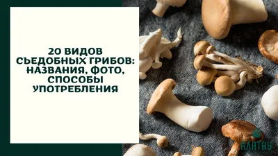 Удивительные съедобные грибы, известные как Enokitake Стоковое Фото -  изображение насчитывающей взорвать, съестно: 164256204