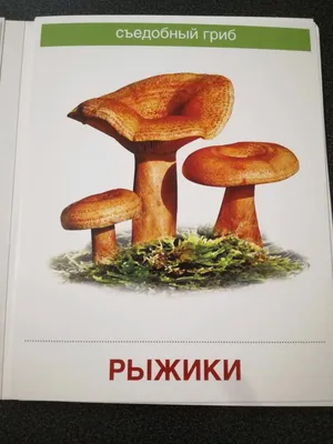 20 видов съедобных грибов: названия, фото, способы употребления - Алатау