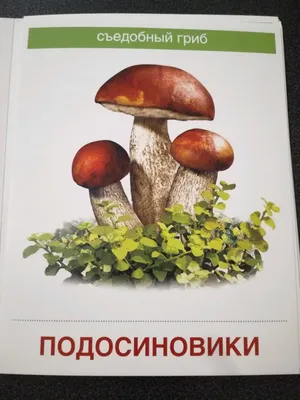 съедобные грибы. учебник по грибам Иллюстрация штока - иллюстрации  насчитывающей органическо, естественно: 229634327