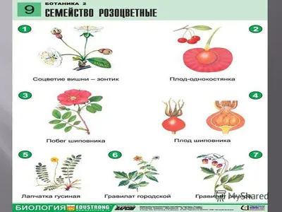 Пин от пользователя Елена Савинцева на доске Биология | Биология,  Образование