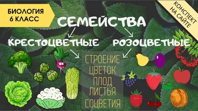 Семейство Крестоцветные и Розоцветные. Растения. Биология 6 класс. Плод,  листья, формулы цветков - YouTube