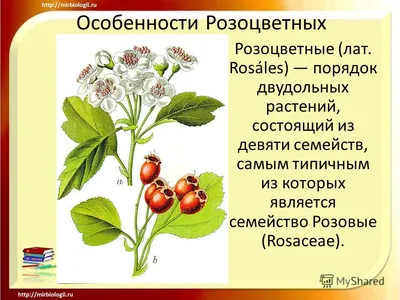 Презентация на тему: \"Особенности Розоцветных Розоцветные (лат. Rosáles)  порядок двудольных растений, состоящий из девяти семейств, самым типичным  из которых является семейство.\". Скачать бесплатно и без регистрации.