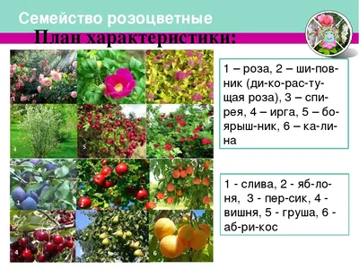 Презентация к уроку по теме \"Класс Двудольные Семейство Розоцветные\" (  биология 6 класс ФГОС)