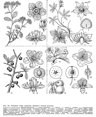 Энциклопедия \"Жизнь растений\". СЕМЕЙСТВО РОЗОВЫЕ ИЛИ РОЗОЦВЕТНЫЕ (ROSACEAE)