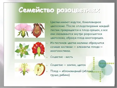 Растения семейства розовые или розоцветные