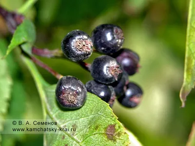 Боярышник зеленомякотный — Crataegus chlorosarca Maxim. Семейство  Розоцветные — Rosaceae | Фотографии: растения Камчатки | Фотографии  Камчатки | Камчатский край, Петропавловск-Камчатский — краеведческий сайт о  Камчатке: история Камчатки, география и ...