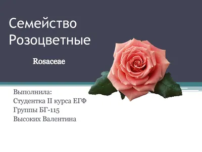 Семейство Розоцветные .Теория и практика ЕГЭ/ОГЭ. Биология - YouTube