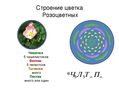 Семейство Розоцветные | Я Учусь | Дзен