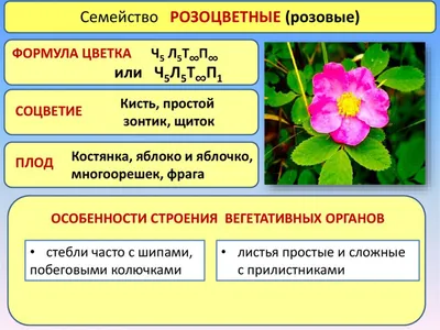 Факультетская студенческая научно-практическая конференция “Лекарственные  растения КЧР (семейство Розоцветные)” – КЧГУ имени У.Д. Алиева