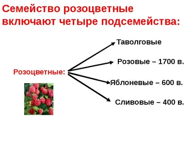 Зачем нужно различать виды, сорта и даже семейства растений | Дачный  дневник пенсионерки | Дзен