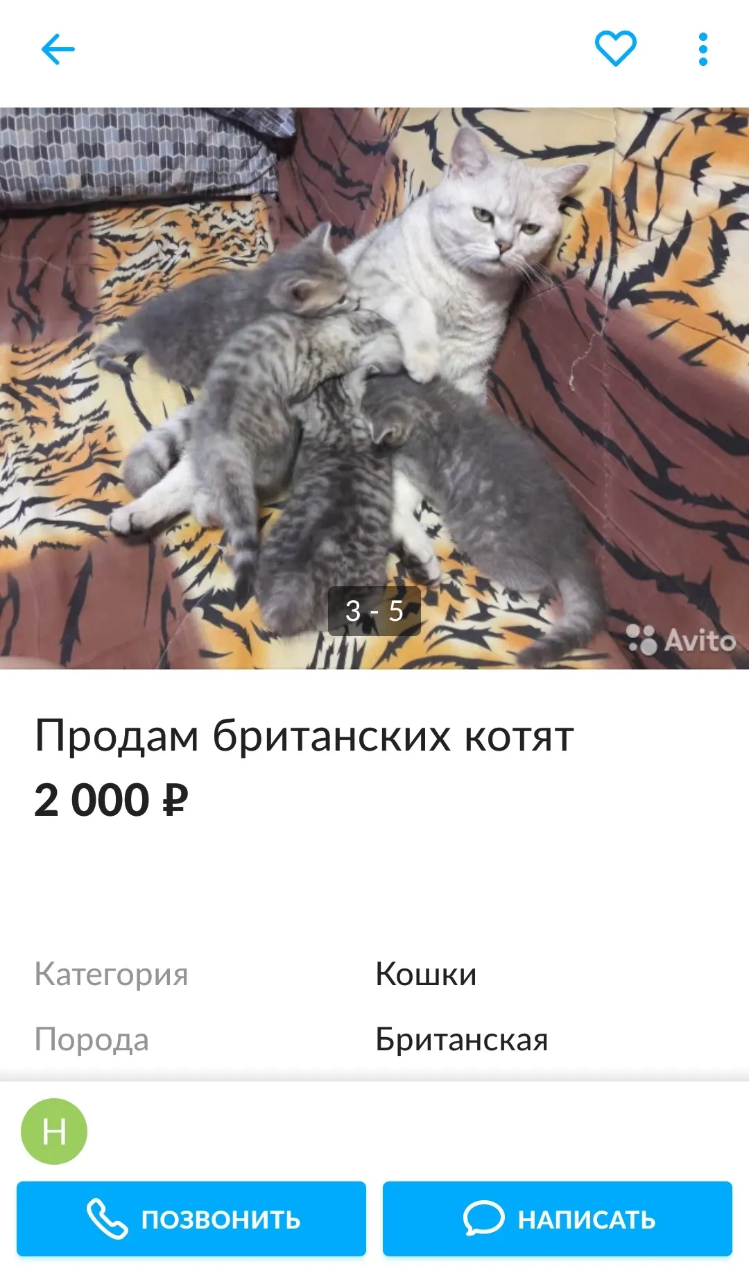 Сыктывкар Купить Кота На Авито