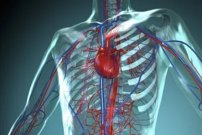4.1 Сердечно-сосудистая система человека