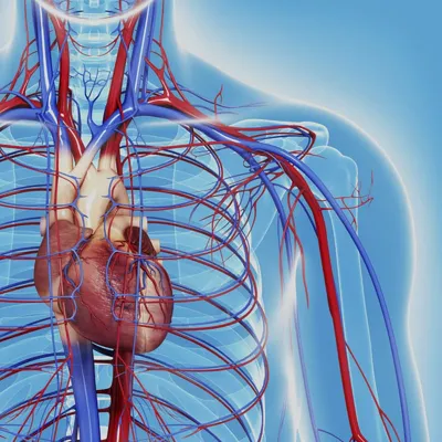 Сердечно-сосудистая система медицинские плакаты от производителя с  доставкой по РФ