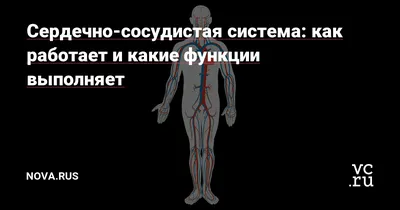 Купить Плакат биологии. Сердечно-сосудистая система человека артикул 8761  недорого в Украине с доставкой