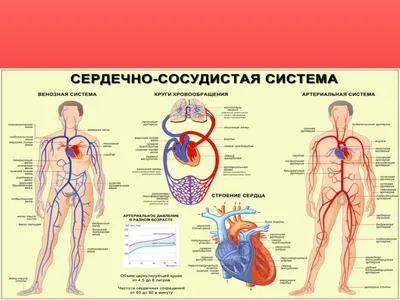 Сердечнососудистая Система — стоковые фотографии и другие картинки В полный  рост - В полный рост, Система медицинского сканирования, Человеческое тело  - iStock