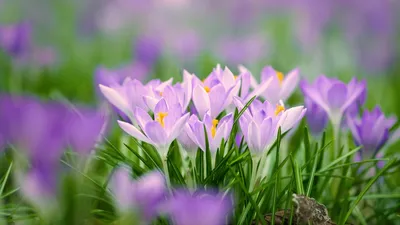 Шафран Crocus Sativus Урожай Цветы - Бесплатное фото на Pixabay - Pixabay