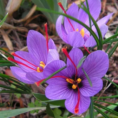 Saffron flowers on field. Crocus sativus plant on ground, closeup view.  Harvest collection season in Kozani Greece Stock Photo - Alamy