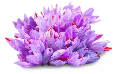 File:Bunch of blooming saffron flowers.jpg - Wikipedia