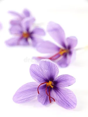 Saffron Flowers, Crocus Sativus · Free Stock Photo