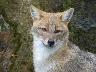 Шакал Serengeti в национальном парке Стоковое Изображение - изображение  насчитывающей серенгети, шакалы: 180174405