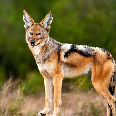 Шакал | Шакал Canis aureus Golden Jackal תן זהוב | Katya Rudnev | Flickr