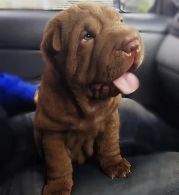 Печальный Маленький Sharpei Щенок — стоковые фотографии и другие картинки  Шарпей - Шарпей, Щенок, Белый фон - iStock