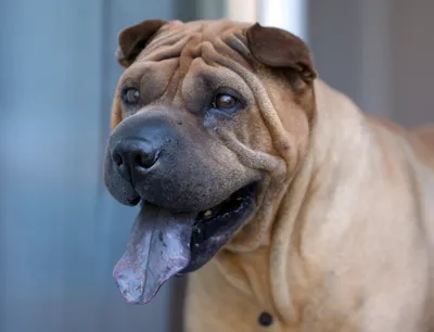 Sharpei Dog Stock Photo - Download Image Now - Animal, Animal Hair, Beige -  iStock