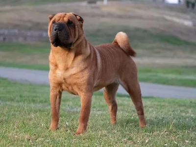 Sharpei dog. 3 months, shar pei puppy Stock Photo | Adobe Stock