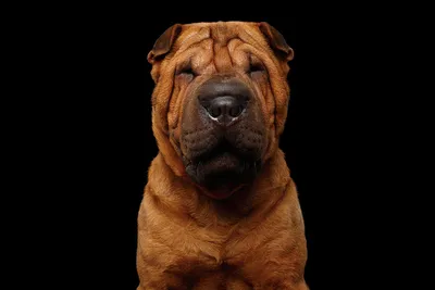 File:Sharpei tongue.jpg - Wikipedia