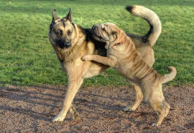 Baby Sharpei | Cute baby animals, Shar pei puppies, Cute dogs