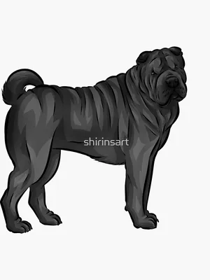 Sharpei puppies hi-res stock photography and images - Alamy