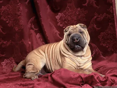 Sharpei dog Stock Photo by ©kavita 2052900