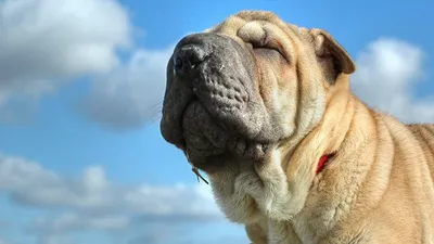 Sharpei Dog Stock Photo - Download Image Now - Shar-Pei, Dog, Puppy - iStock