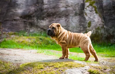 Cute sharpei puppy hi-res stock photography and images - Alamy