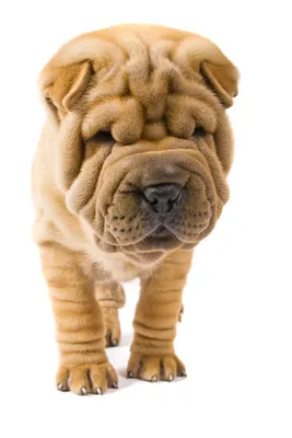 Funny sharpei puppy Wall Art, Canvas Prints, Framed Prints, Wall Peels |  Great Big Canvas