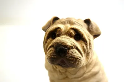 Sharpei Dog Isolated on Black Background Photograph by Sergey Taran - Pixels