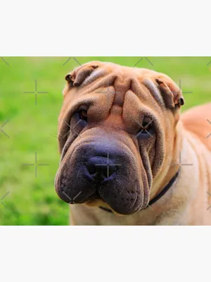 Chinese Sharpei Dog Puppy On White Background, Full Body Stock Photo,  Picture and Royalty Free Image. Image 205478514.