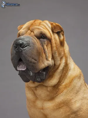 3D file sharpei 3D print model 🐕・3D printing idea to download・Cults