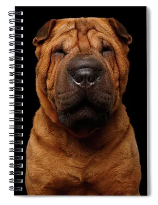 Dog Sharpei German Shepherd Animal - Free photo on Pixabay - Pixabay