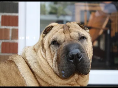 A lying grey Sharpei dog looking at the camera isolated on a purple  background Stock Photo - Alamy