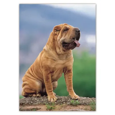 Dog Sharpei Background, Beautiful Photos Hd Wallpapers, Picture Of A Shar  Pei Dog, Dog Background Image And Wallpaper for Free Download