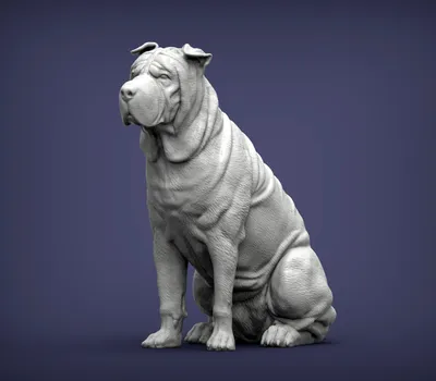 First time having a sharpei… any tips? : r/sharpei