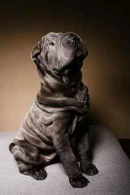 Beautiful Sharpei Puppy · Creative Fabrica