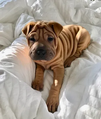 Cute Chinese SharPei Dog Wearing Santa Hat · Creative Fabrica