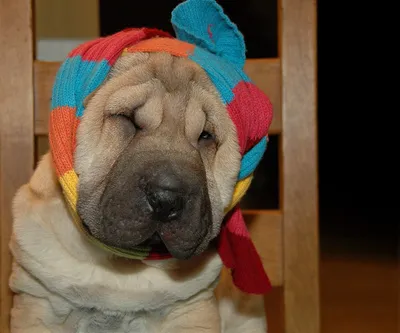 Sharpei dog Stock Photo by ©kavita 2053391