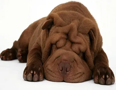 Portrait Of Sharpei Puppy Dog Isolated Over White Stock Photo, Picture and  Royalty Free Image. Image 16906412.