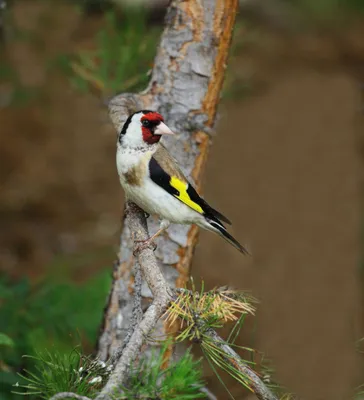 Голоса птиц Как поёт Щегол Carduelis carduelis - YouTube