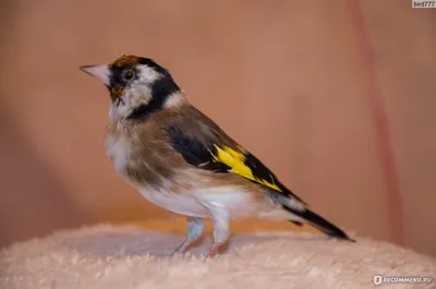 Черноголовый, или Обыкновенный щегол (лат. Carduelis carduelis) | Пикабу