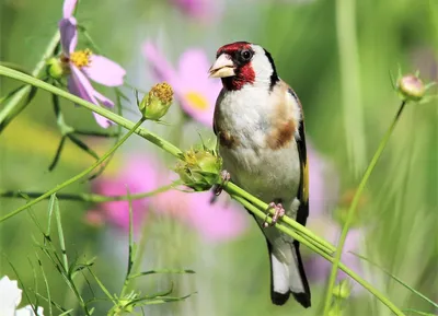 Щегол - eBird