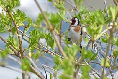 Goldfinch. Щегол. | Людмила Соколова | Flickr